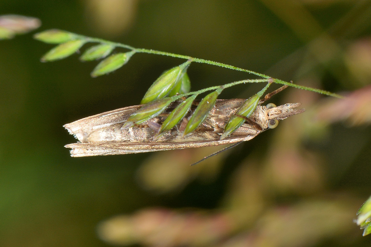 Crambidae N 1 - Crambus lathoniellus